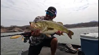 LOBINA GIGANTE Wildeye SwimShad * Storm * El Salto