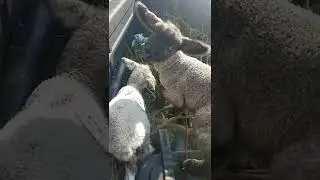 Our first Auction this year let's go !!! #oregon #farming #family #sheep
