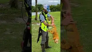 Look At This Monster Iguana