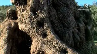 Uncastillo - El Tempero - Aragón TV