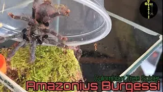Amazonius Burgessi Female Rehouse        The Colombian Tree Spider