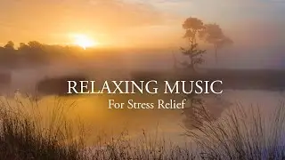 Gentle Reading Music, Helps Relax the Mind, Reduce Stress, Focus on Studying and Working Effectively