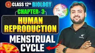 Menstrual Cycle | Class 12 Biology Chapter 3 | Human Reproduction | Bihar Board 2026