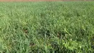 Oats, Radish, & Crimson Clover Cover Crop Mix