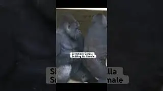 Silverback Gorilla Loves To Sniff His Female! #gorilla #silverback #shabani