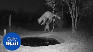 Terrified leopard cub leaps into the air after sister scares him