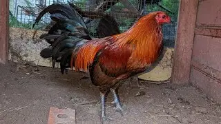 How to select a Brood cock. Performance or Confirmation