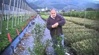 How to fertilize blueberries
