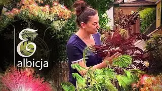 Albicja jedwabista. Uprawa, wysiew nasion, ciekawostki, zimowanie. Albicja summer chocolate.
