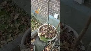 Spring Garden planning. N garden. Update