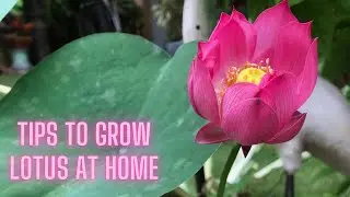 Секретные советы по выращиванию лотоса со 100% успехом ||Вырастите лотос сорта Pink Meadow bowl из клубней.