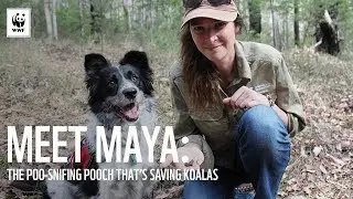 Meet Maya: The poo-sniffing pooch 🐶💩 | WWF-Australia