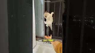 Gravity vs this cat 🐈 #animal #cat #cuteanimals #funny #pets #cute #kitty #cutekitty