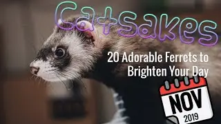 &hearts; World's Cutest Ferrets | 20 Fuzzies that Broke the Internet