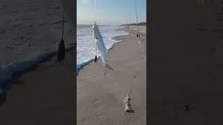 Bluefish bite in rough water, tight lines!