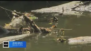 Charles River under public health warning due to sewage runoff from storms