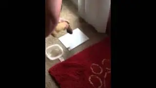 Dirty Dog Rug