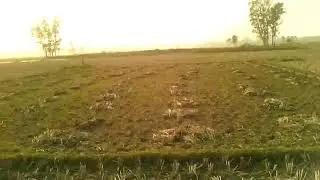 Scenery of Kachihara Bil Kazipur Sirajganj Bangladesh - কাচিহারা বিল