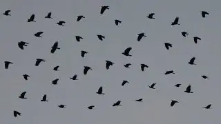 Crows flying & cawing loud in the sky