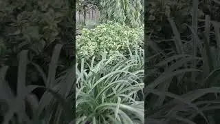 save tree save paper #viral #views #youtubeshorts #shortsviral #tranding
