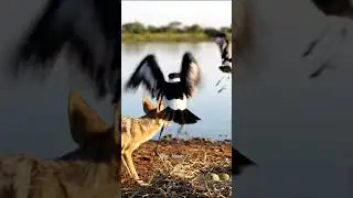 Lapwing Attacks Jackal to Protect Nest | Amazing African Bird Defense 4K