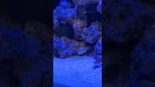 Hiding out in the caves!!! #aquarium #anemone #clownfish #reef #waterbox