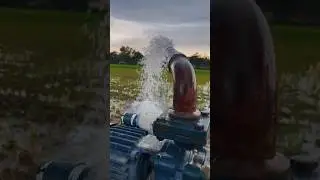 Paani supply in paddy 💦💦💦 #new #farming #trending #villagelife #ytshorts #water #punjabfarmers