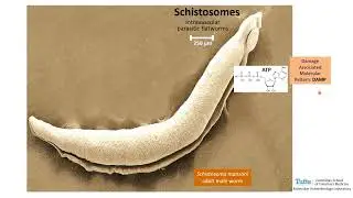 Schistosome Pruinergic Halo