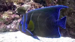 Aquarium de Paris