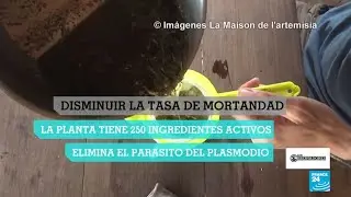 Una planta que cura el paludismo ayuda a cientos de personas en Benín