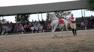Tempel Farms Lippizan Horses
