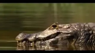 Tiger hunting birds and crocodile