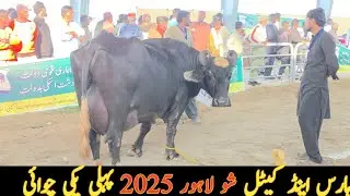 horse and Cattle show 2025 First Pakki Chawai Lahore