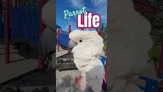 Here comes the Sun #parrotlife #cockatoolife