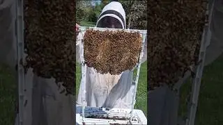 First Ever Look Inside an American Primal Bee Hive