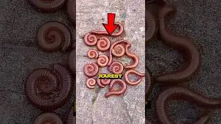 Это самые странные черви в мире! 🌍 🤯 #факты #шорты