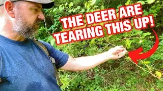 The Importance of Summer Deer Browse