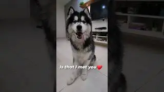 BEST thing ever❤️ #huskylife #huskyworld #huskylovers #huskyshorts #puppyshorts #howlinghusky