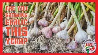 🔴live: Garlic Growing Secrets + Aioli Cookalong