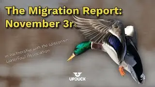 The Migration Report: Wisconsin Waterfowl Updates - November 3rd
