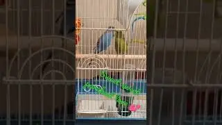 #birds #parakeetlove