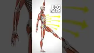Support Core & Lower Back   Bird Dog Exercise #goldenagehealth #anatomy #seniorhealth #afterage60