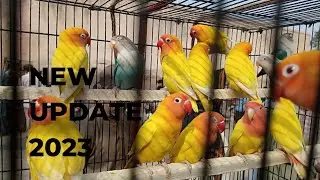 lahore sunday birds market 2023#khanbirdsinformition#lovebirds#coctail#