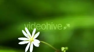 Green grass and chamomiles in the nature
