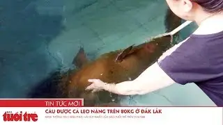C&acirc;u được c&aacute; leo nặng tr&ecirc;n 80kg ở Đắk Lắk