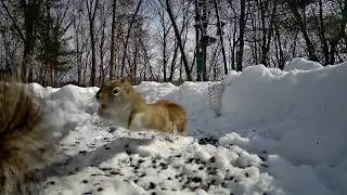 Feisty Red into munching.
