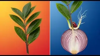 Beginner Friendly Guide Turn ZZ Leaves Into Thriving New Plants