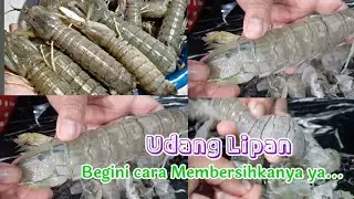 Cara Membersihkan Udang Lipan