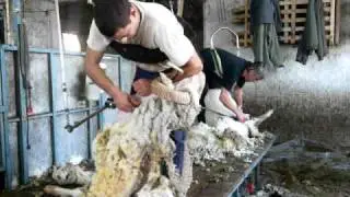 TONTE D'UN MOUTON ( BELIER)