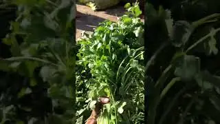 Sabz Dhania Coriander 🌿In prices #Urdu / Hindi Daily Pakistan #Routine